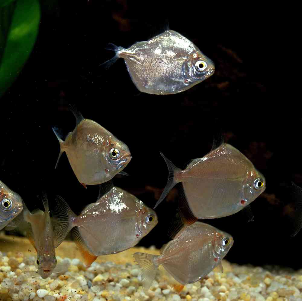 Image of a pet breed in the gallery
