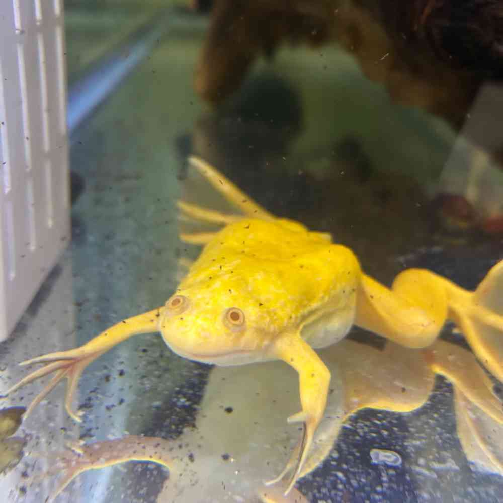 Image of a pet breed in the gallery