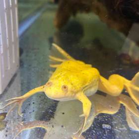 African Clawed Frog