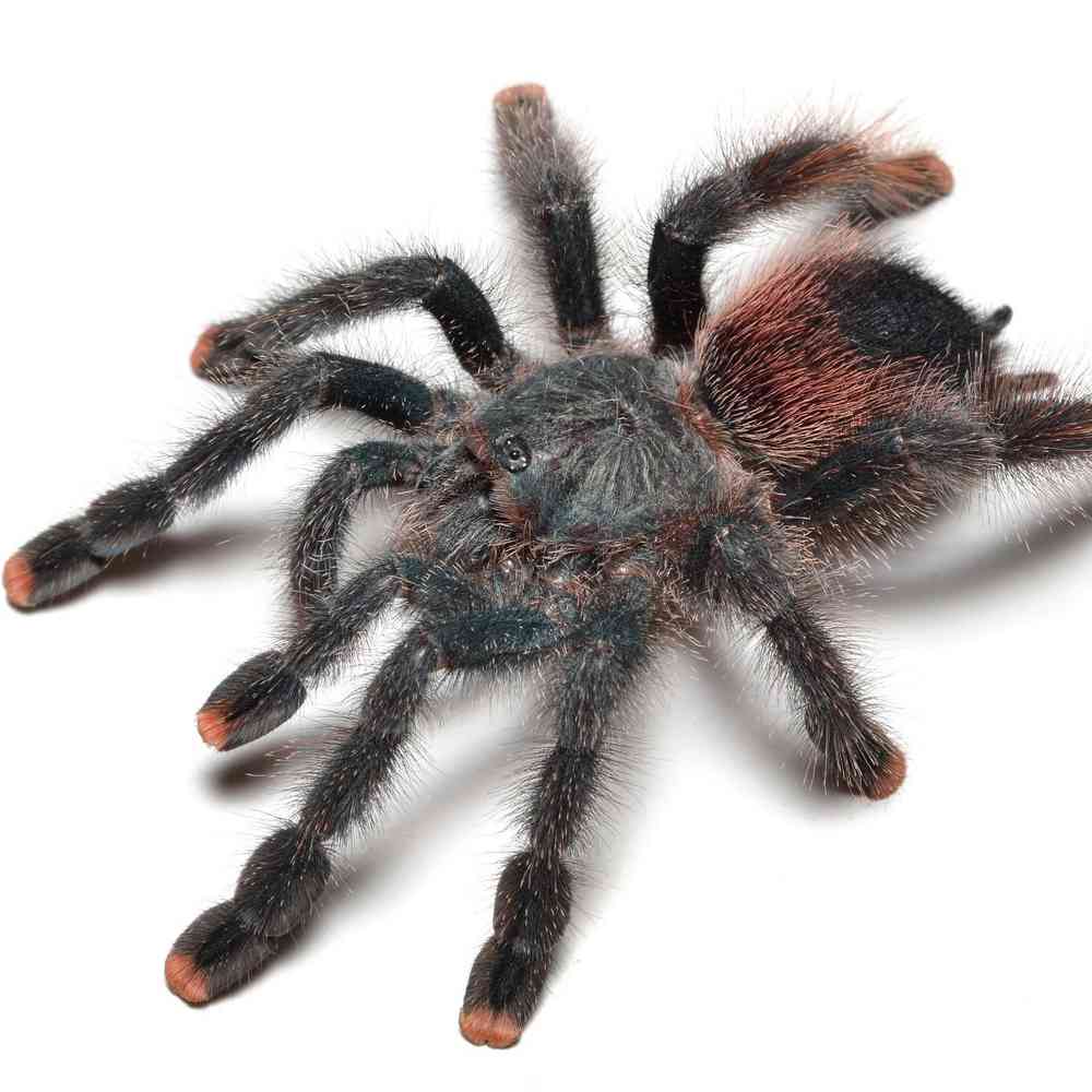 Image of a pet breed in the gallery