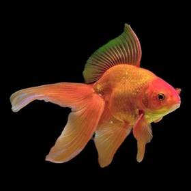 Fancy Goldfish
