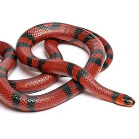 Nelson's Milk Snake