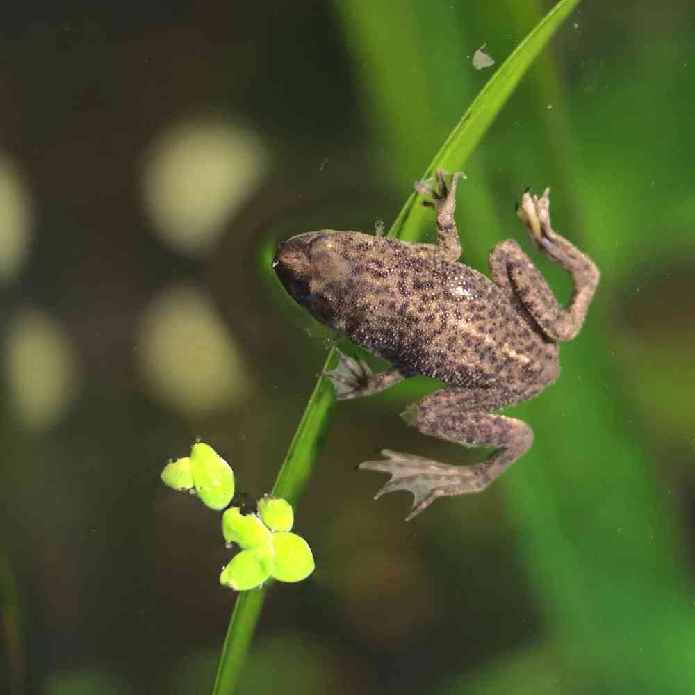 Image of a pet breed in the gallery