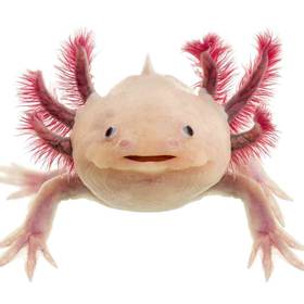 Axolotl