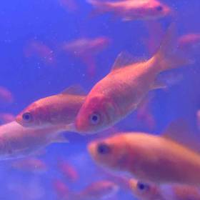 12 Small Goldfish