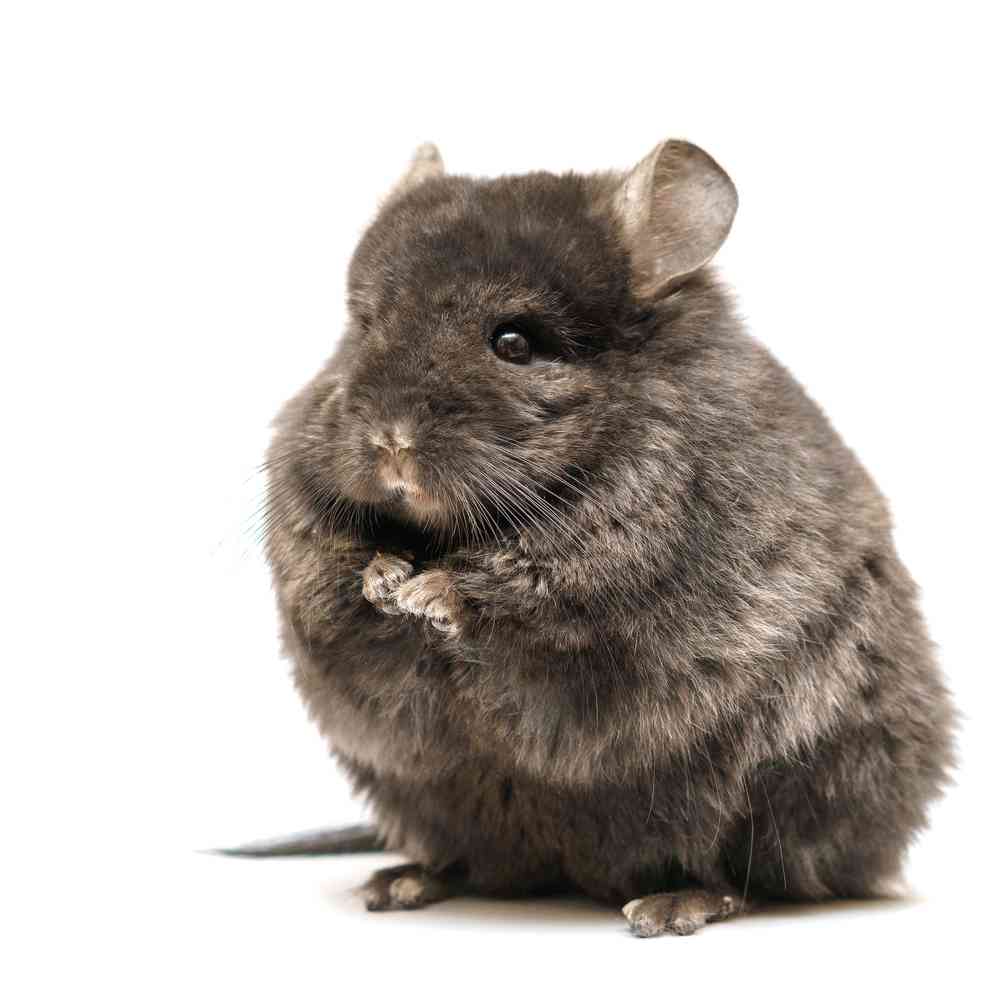 Image of a pet breed in the gallery