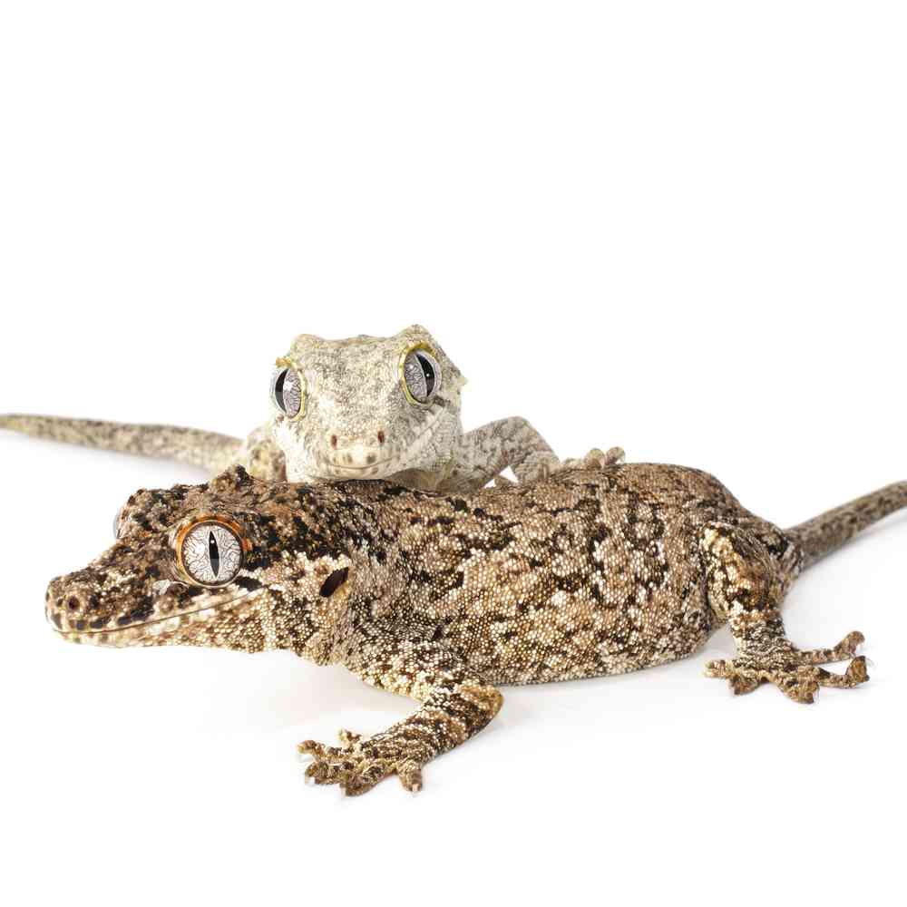 Image of a pet breed in the gallery