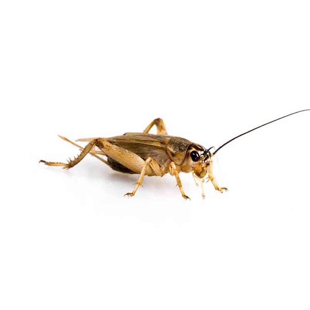 Image of a pet breed in the gallery
