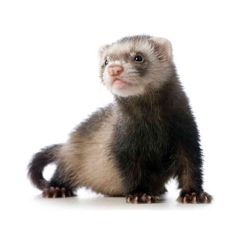 Image of a pet breed in the gallery