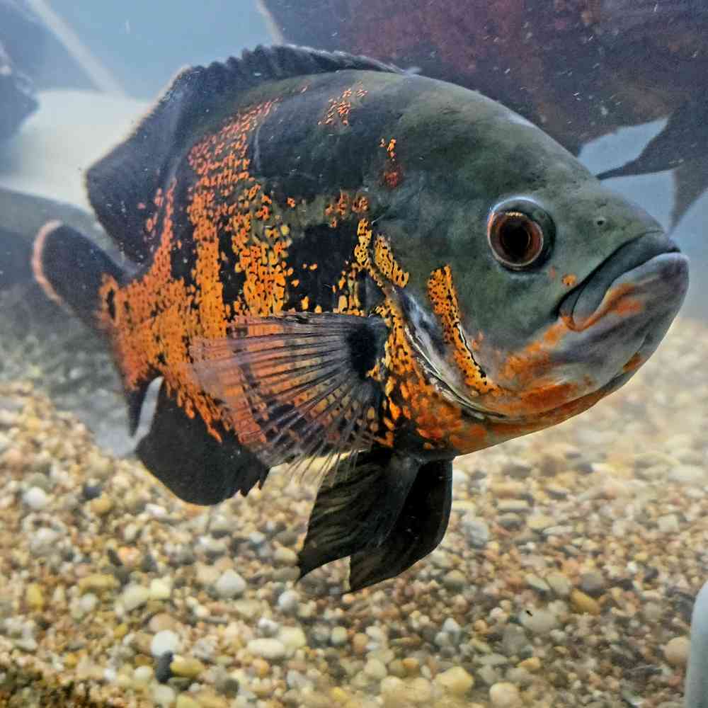 Image of a pet breed in the gallery