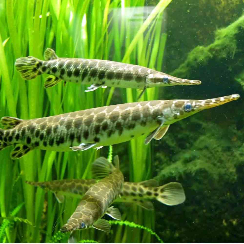 Image of a pet breed in the gallery