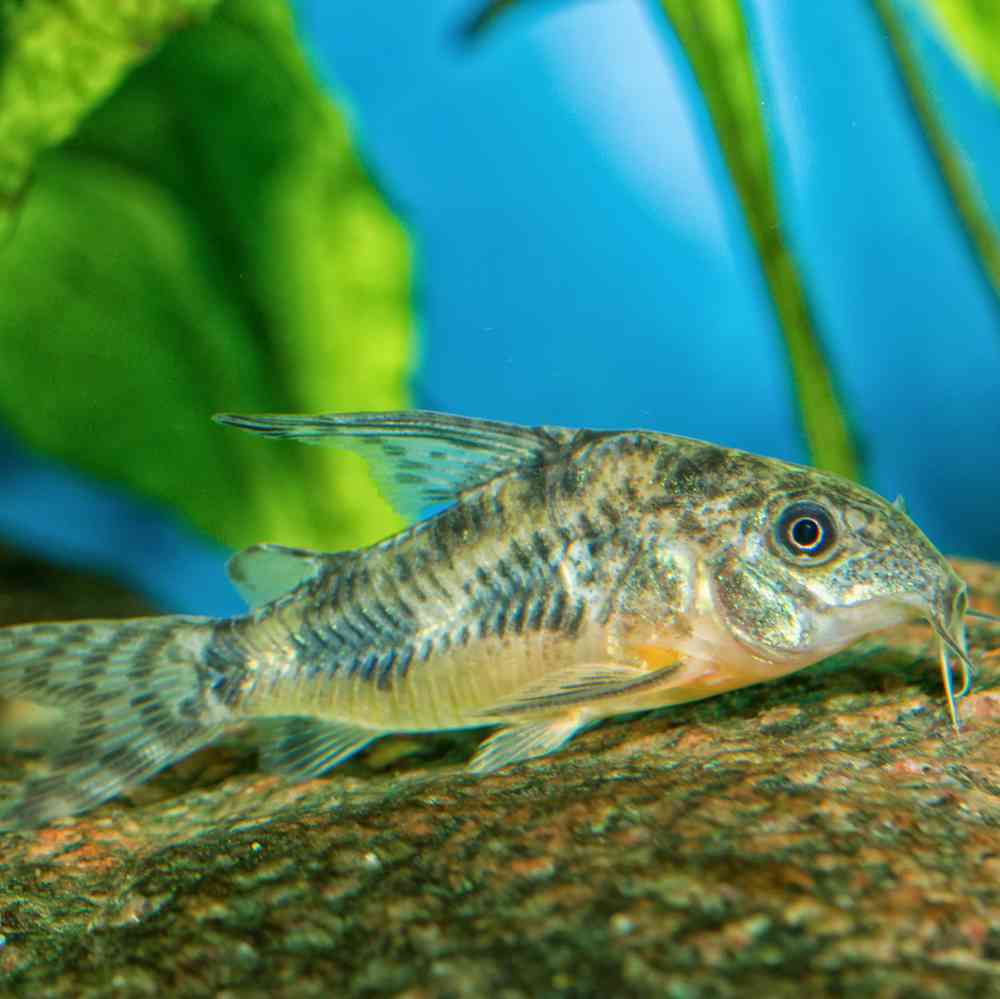 Image of a pet breed in the gallery