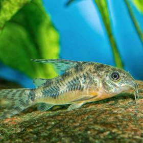 Cory Catfish