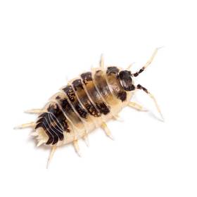 15 Isopods