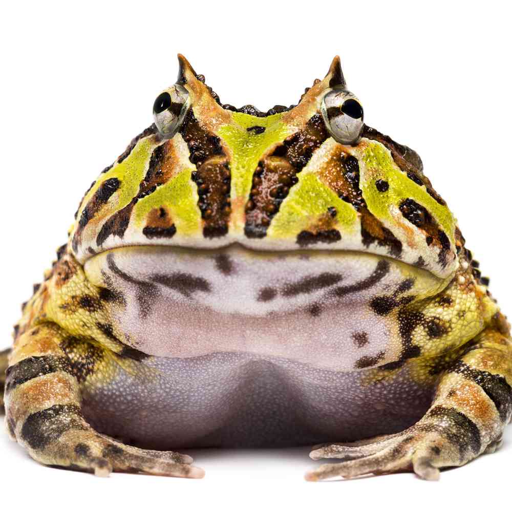 Image of a pet breed in the gallery