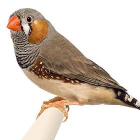 Finch