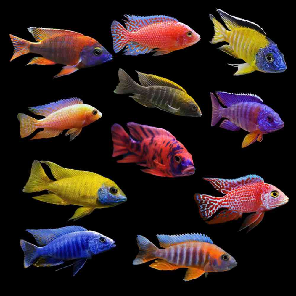 Image of a pet breed in the gallery