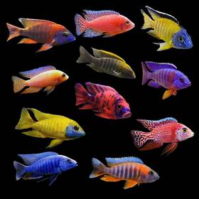 African Cichlid