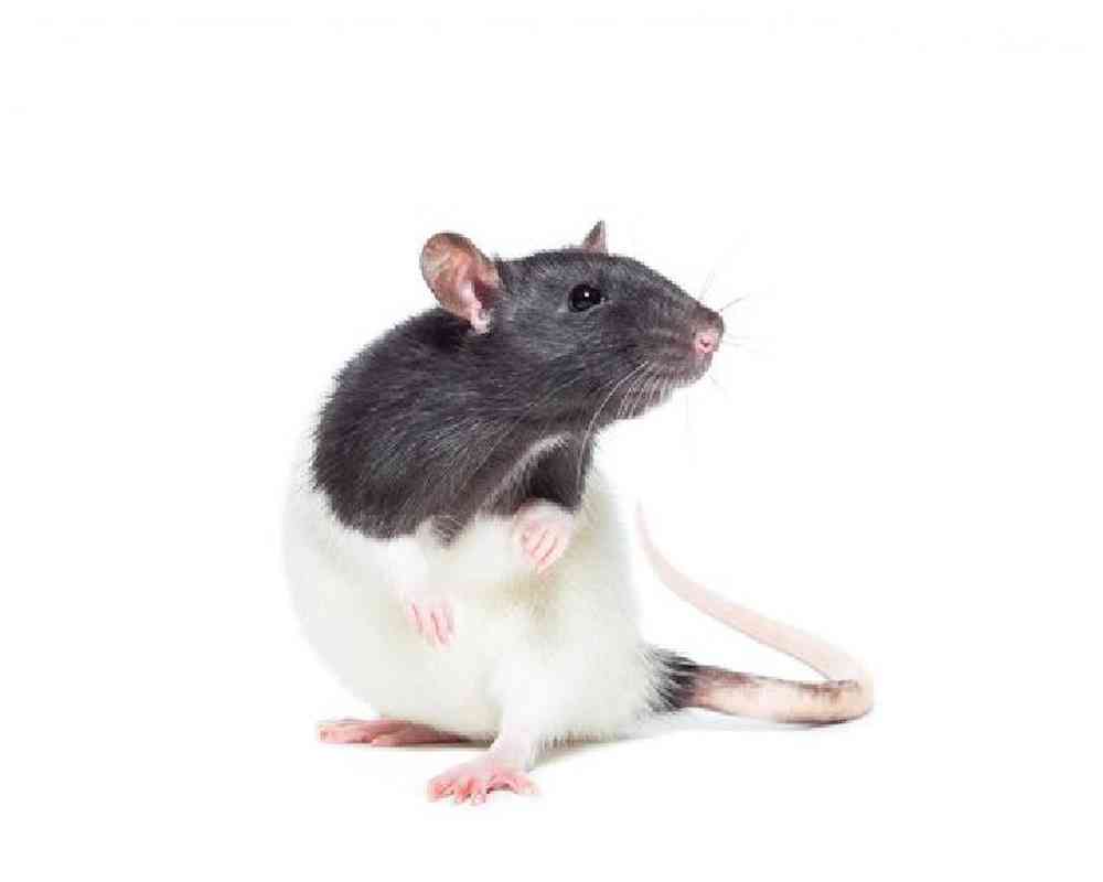 Image of a pet breed in the gallery