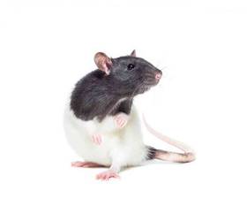 Fancy Rat