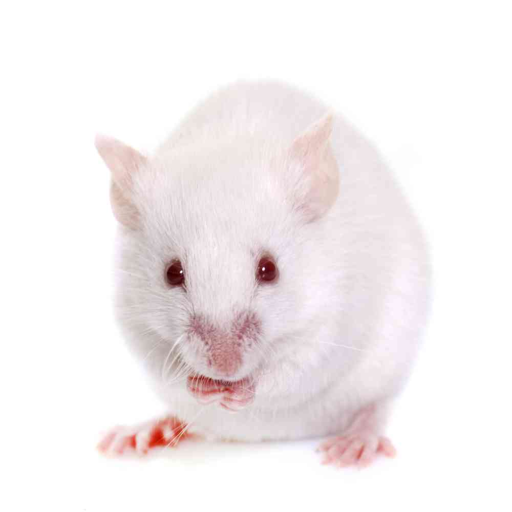 Image of a pet breed in the gallery