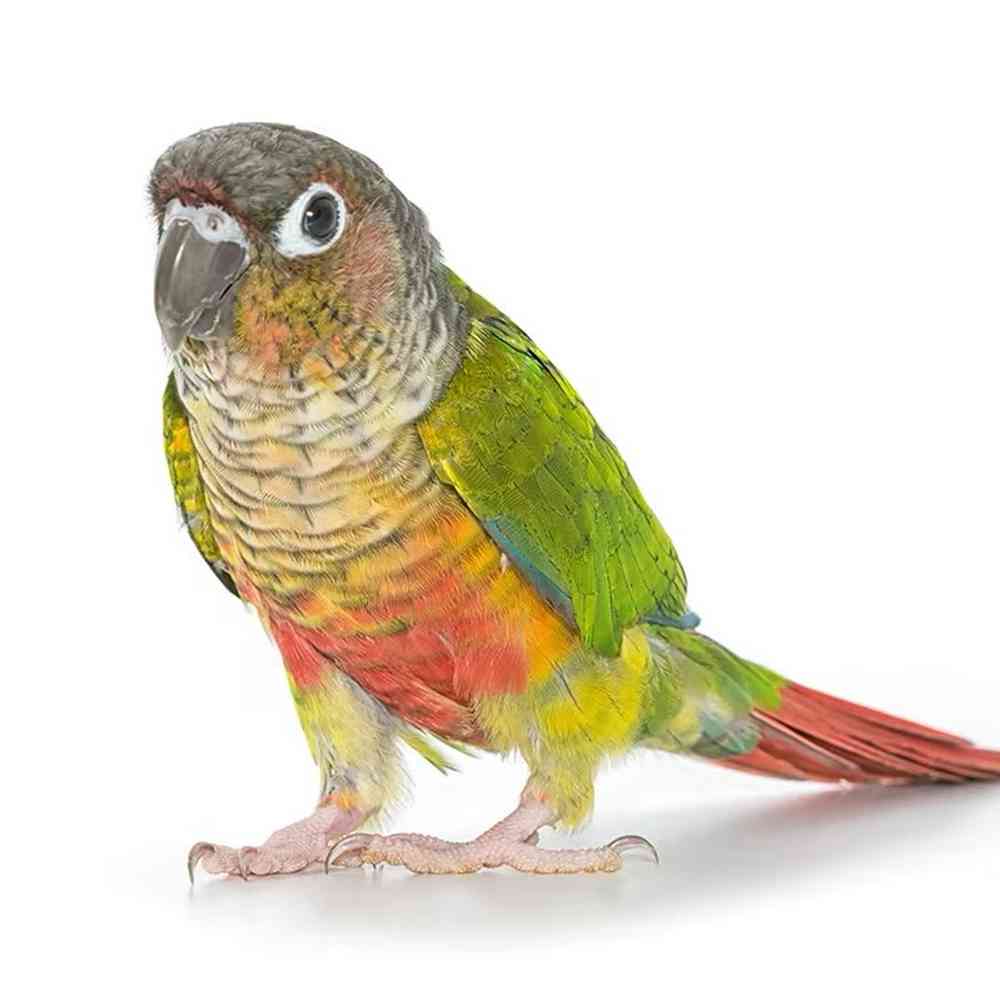 Image of a pet breed in the gallery