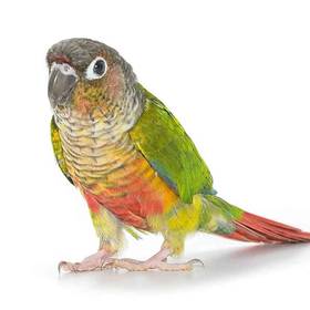Green Cheek Conure