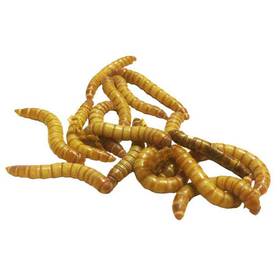 50 Mealworms
