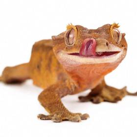 Crested Gecko