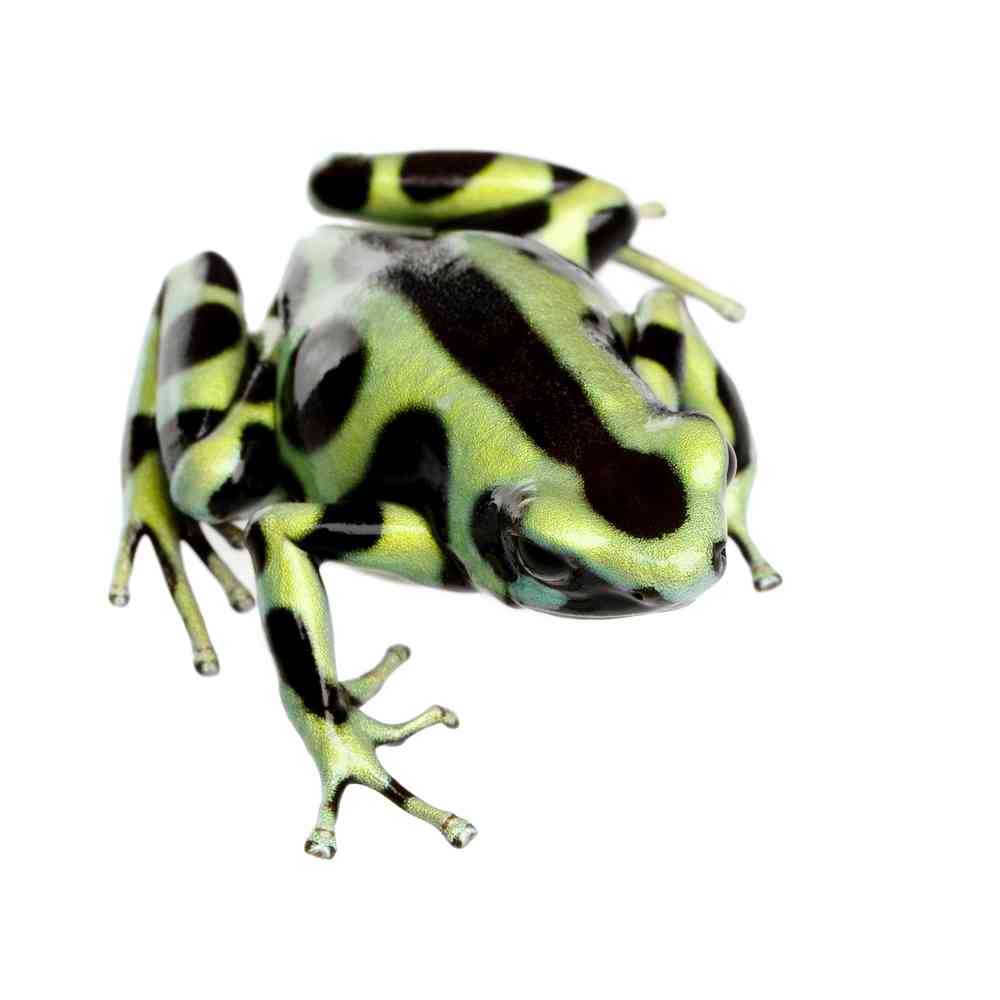Image of a pet breed in the gallery