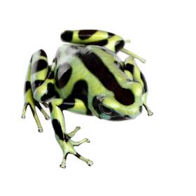 Dart Frog