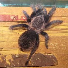 Curly Hair Tarantula