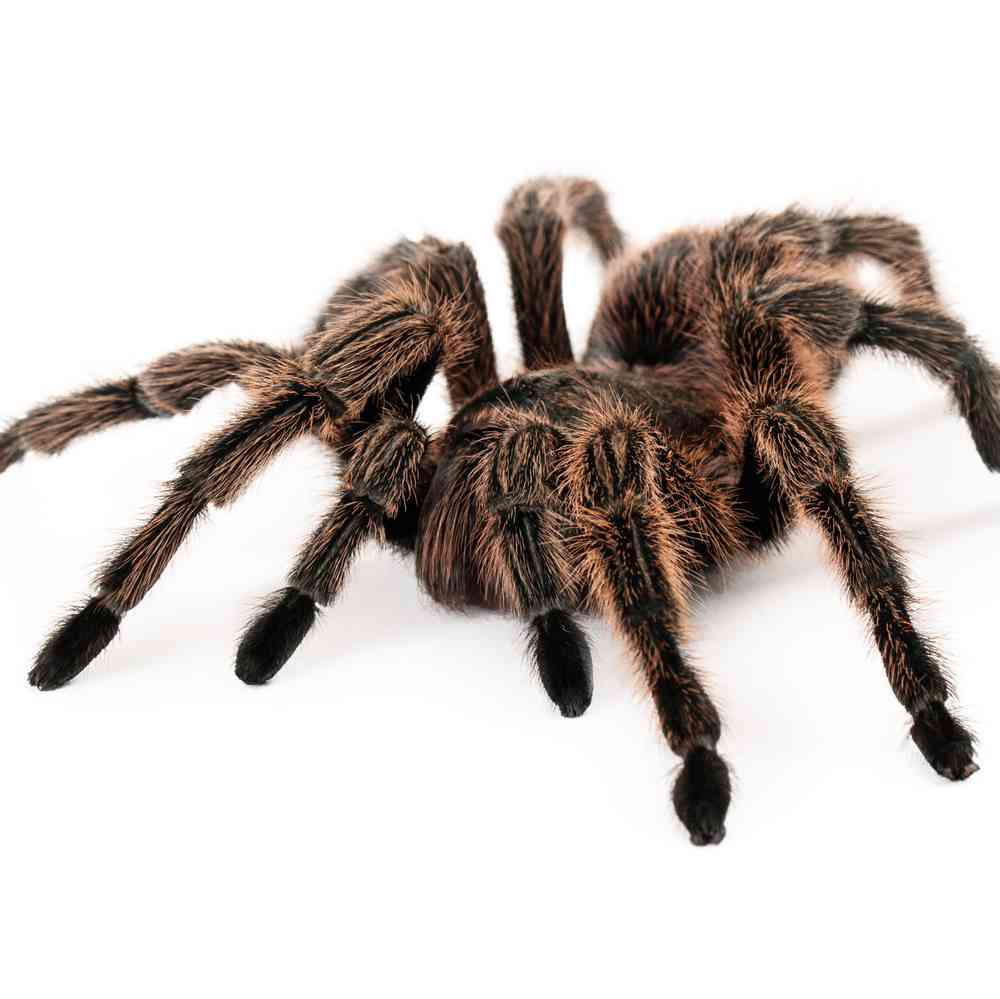 Image of a pet breed in the gallery