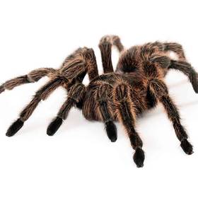Rosehair Tarantula