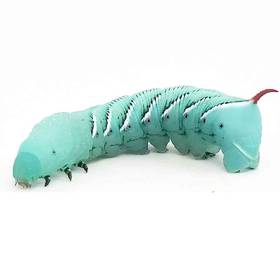 Hornworm