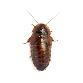 5 large roaches
