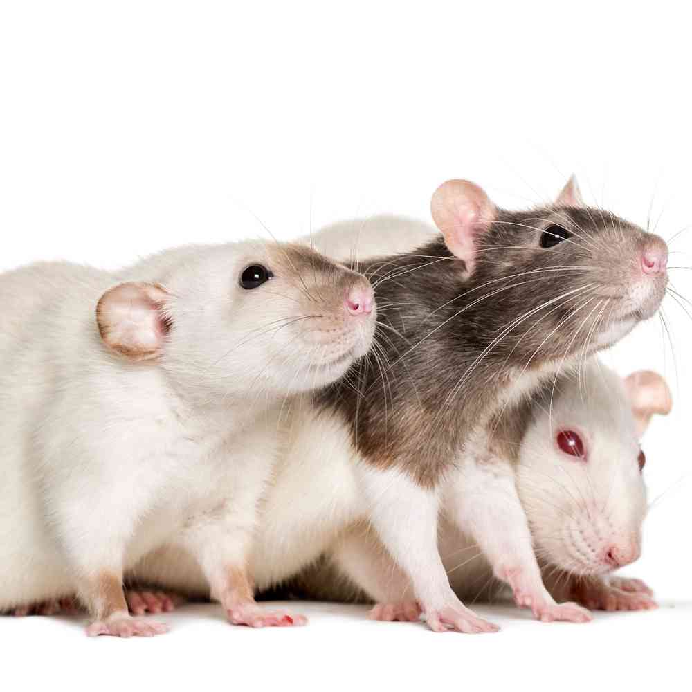 Image of a pet breed in the gallery