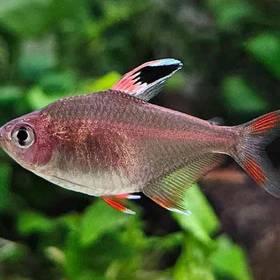 Tetra