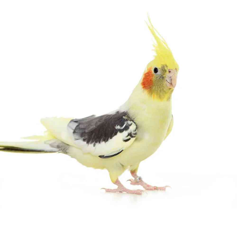 carousel pet images