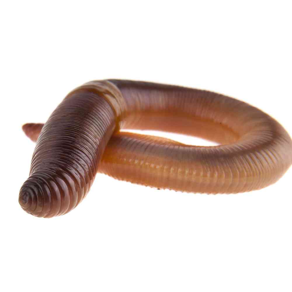 Image of a pet breed in the gallery