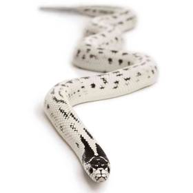 King Snake