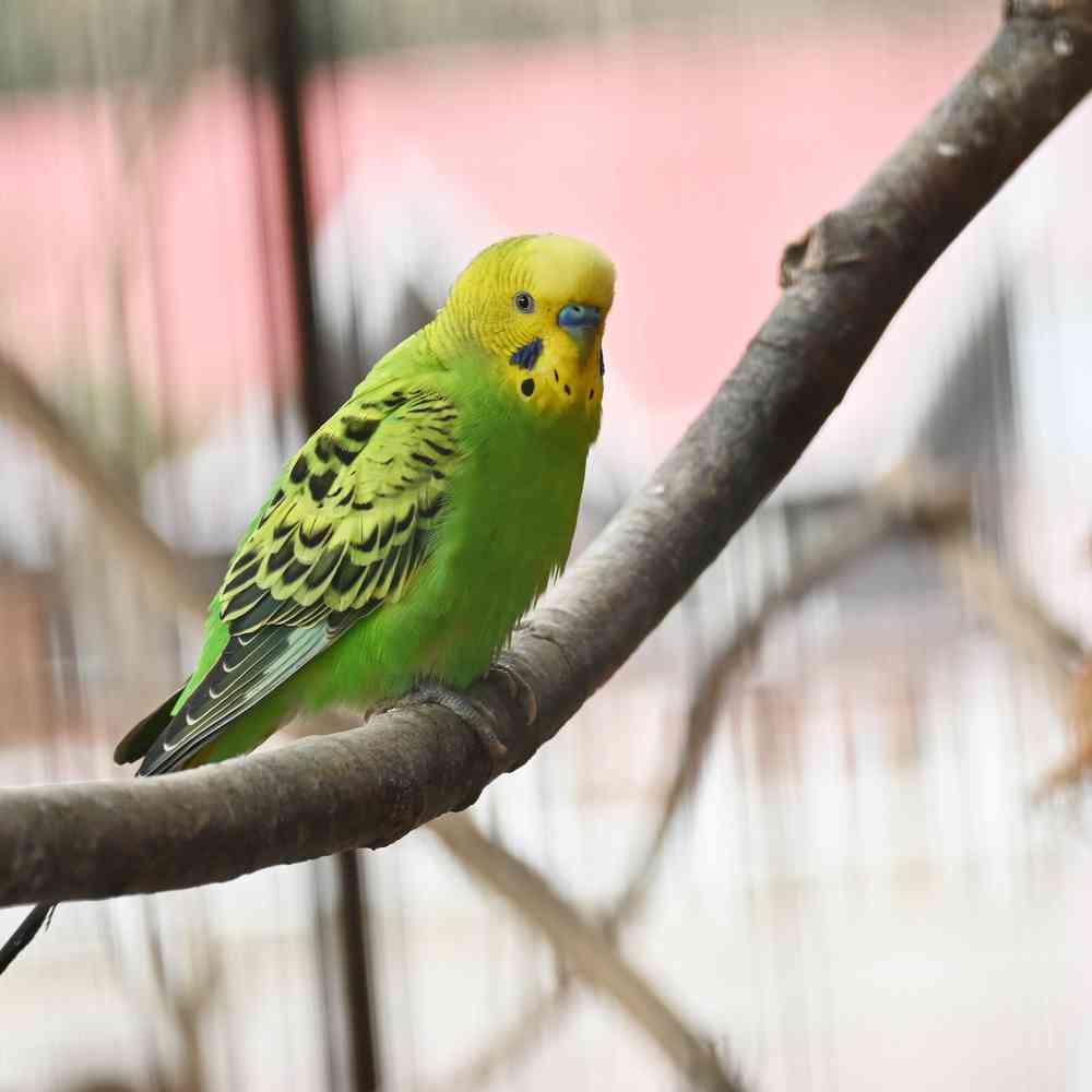 Image of a pet breed in the gallery