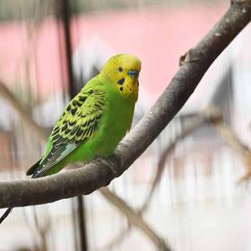 Parakeet