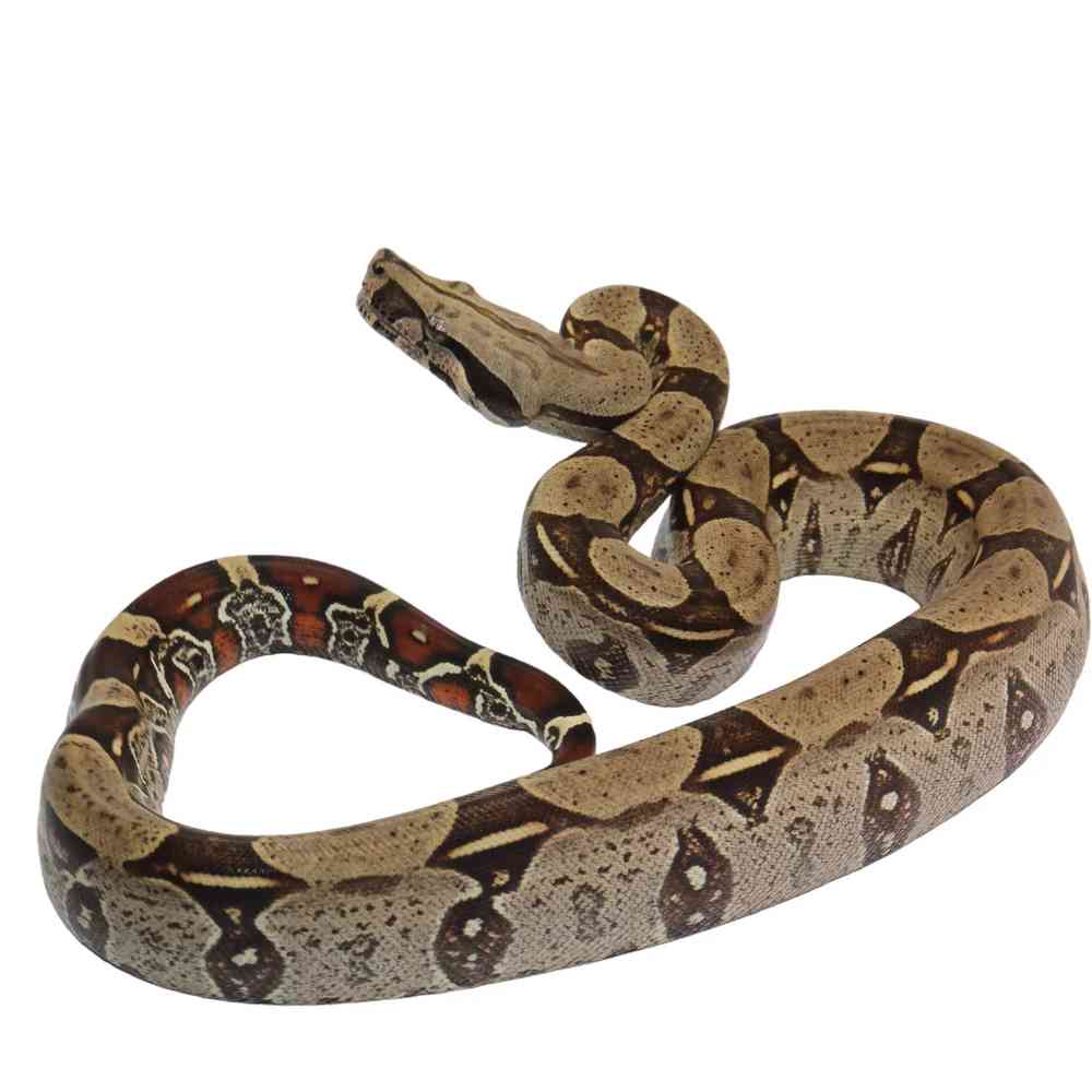 Image of a pet breed in the gallery