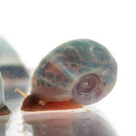 Snail