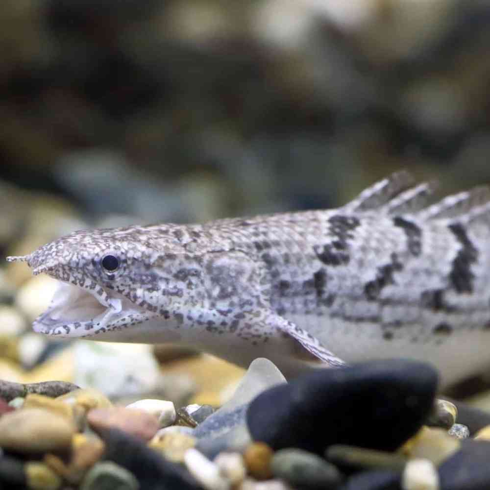 Image of a pet breed in the gallery