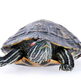 Red Ear Slider