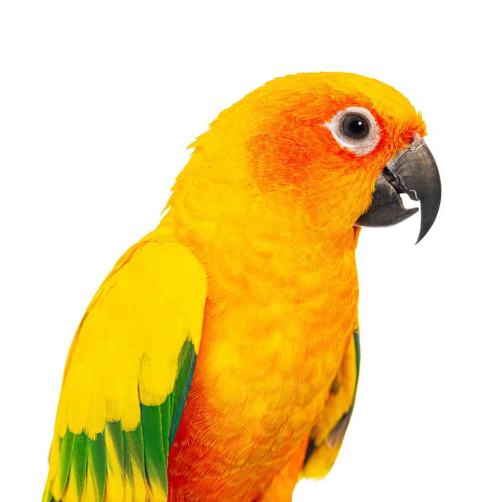 Image of a pet breed in the gallery