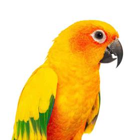 Sun Conure