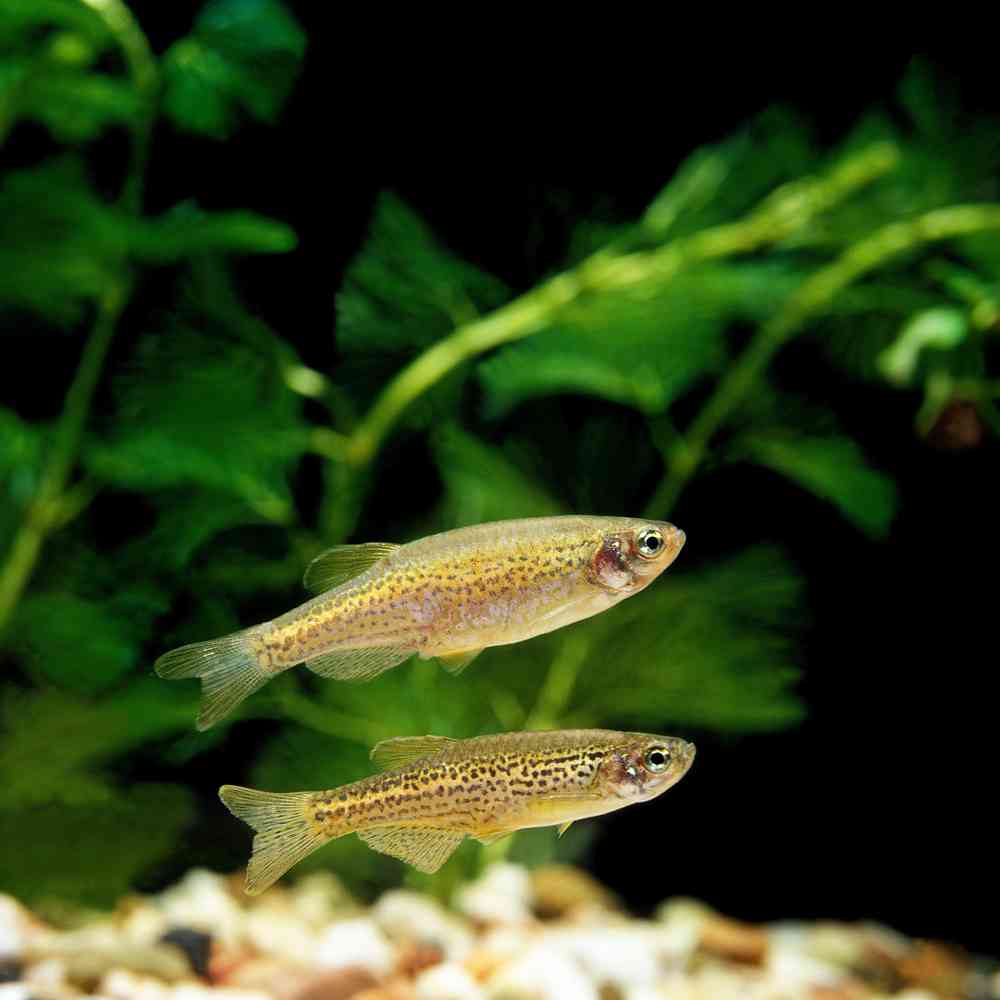 Image of a pet breed in the gallery